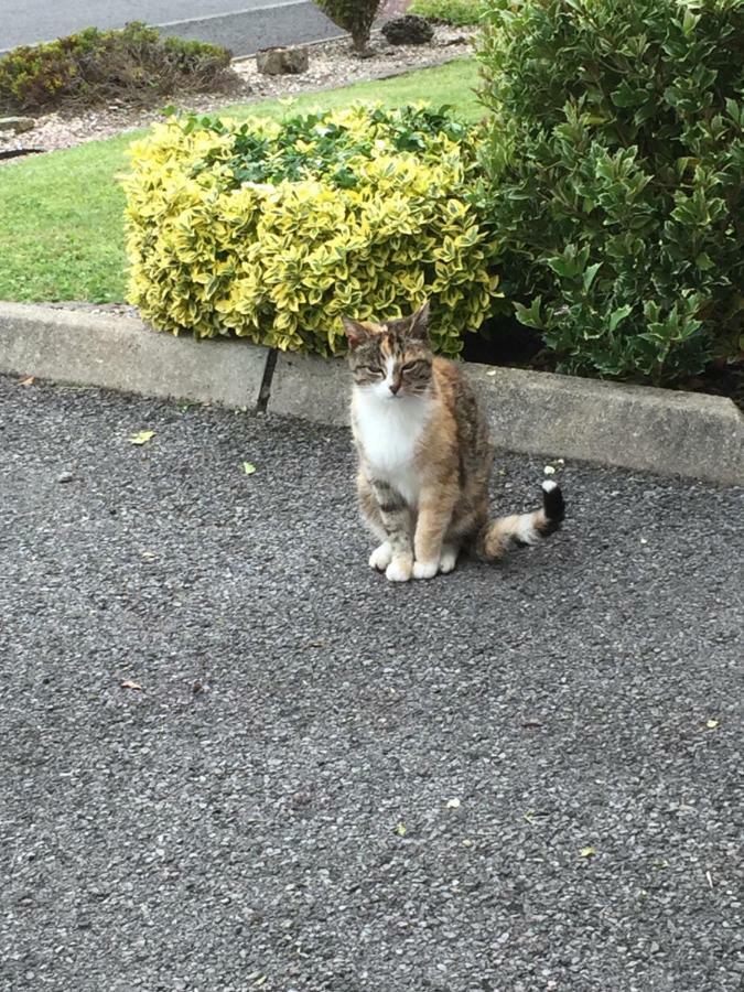 Shore Road エニスキリン エクステリア 写真